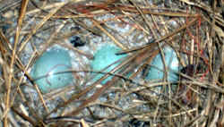 Blue bird eggs un hatched