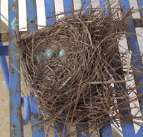 Blue bird nest removed from the crane