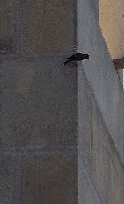 bluebird looking around the corner