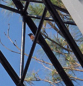 bluebird on boom of linkbelt crane