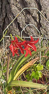 Hippeastrum x johnsonii st. josephs lily hardy amaryllis