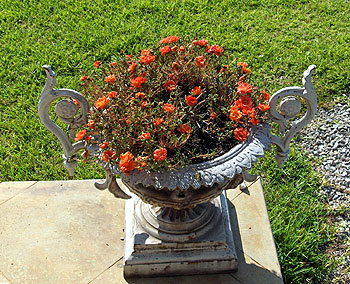 Salt tolerance of portulaca perslane flowering plant